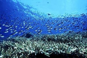 Konsep Utama Perlindungan Sumberdaya Ikan dan Sumberdaya Alam di Indonesia