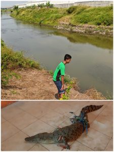 Akhirnya, Warga Berhasil Tangkap Buaya yang Mucul di Sungai Sadar Mojokerto