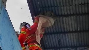 Sarang Tawon Vespa Berukuran Besar Dievakusi dari Rumah Kos di Mojokerto