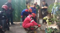 Ular Python Panjang 3 Meter Hebohkan Warung Inos di Belakang Balai Kota Malang