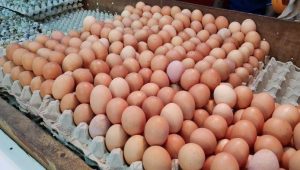 Gelar Aksi Damai Ratusan Peternak Ayam akan Bagi-bagi Telur di Blitar