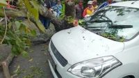 Dahan Pohon Mahoni Patah, Timpa 2 Mobil dan 2 Pemotor di Lesanpuro