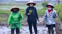 Di Tengah Hujan, Puan Tanam Padi dan Semangati Petani Milenial