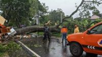 Pohon Saman 15 Meter Tumbang Timpa Warung dan Menutup Jalan Alternatif