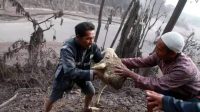 Kurang Lebih 161 Hewan Ternak Milik Warga Lumajang Mati Akibat Erupsi Gunung Semeru