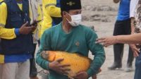 Ikan Mas Raksasa Ditemukan Selamat Pasca Erupsi Semeru, Mitos Penjaga Ranu Kumbolo Terbukti ?