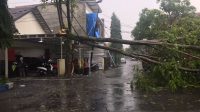 Sembilan Titik Pohon Tumbang Pasca Hujan Disertai Angin Kencang di Kota Malang