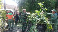 Pasca Puting Beliung, Satgas Linmas Kecamatan Blimbing Diterjunkan di Tiga Titik Terdampak