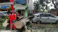 Hujan Angin Disertai Es di Kota Malang, Dua Pohon Tumbang Timpa 2 Unit Mobil