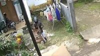 Viral Aksi Pencurian Burung Kacer Di Watudakon Terekam CCTV