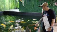 Kuatkan Persaudaraan, Festival Ikan Koi Show 2022 Akan Digelar di Ibukota