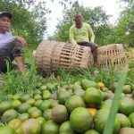 Tanaman Dipanen Maling, Para Petani Jeruk di Banyuwangi Rugi Puluhan Juta
