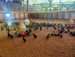 Warga Ternak Bebek di Eks Lokasi Sabung Ayam Dengkol Singosari