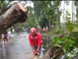 DPUBM Kabupaten Malang Lakukan Strategi Dua Arah, Antisipasi Pohon Tumbang Musim Hujan