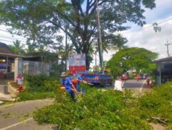 Polsek Tumpang dan Bina Marga Antisipasi Pohon Tumbang