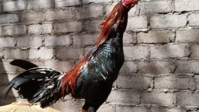 Pelihara Ayam Aduan Wajib Tahu Khasiat Luar Biasa Temu Ireng